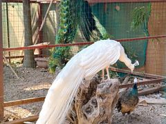 -西双版纳总佛寺