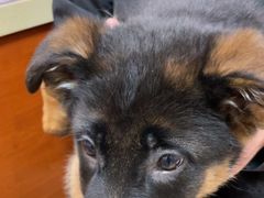 -艾贝尔宠物医院·狂犬免疫点(江山金象城店)