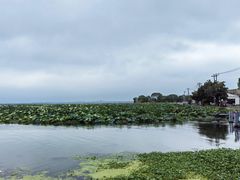 -莲花岛景区