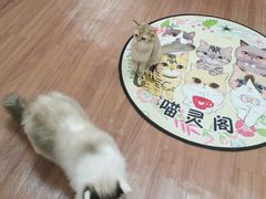 -三花喵·撸猫购宠·宠物生活馆(虹桥南丰城店)