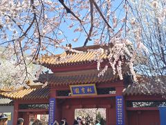 -桃花堤公园