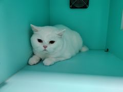 -猫宠乐园·专业洗护