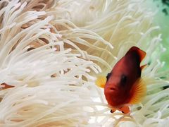 -太平洋海底世界