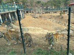 -大连森林动物园