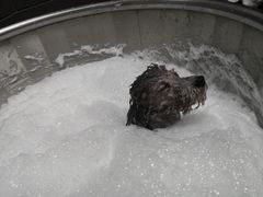 -Oh My Dog宠物沙龙(伊珊娜皮毛护理店)