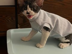-momokira米努特·德文卷毛猫·棉花面纱犬