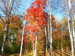 -长春市南湖公园