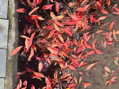 -大碗先生(万家丽店)