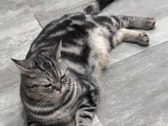 -楼上猫咖(罗湖店)