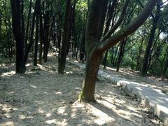 -火炉山森林公园