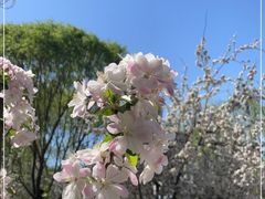 -海棠花溪(元大都城垣遗址公园)