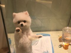 -momokira米努特·德文卷毛猫·棉花面纱犬