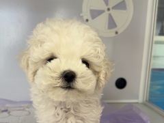 -翊宠yipet猫狗购宠庄园犬舍•猫舍