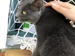 -喵屿·大理花园猫咖