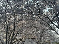 -高东镇樱花园