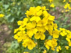 -南汇桃花村