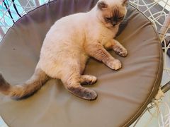 -藏猫猫咖啡主题馆(中央大道店)