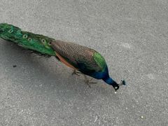 -J Create城市露营咖啡·简餐·宠物(上海动物园店)