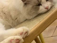 -猫咪派对(江南西店)