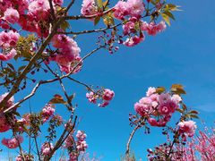 -南汇桃花村