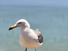 -海驴岛(荣成市)