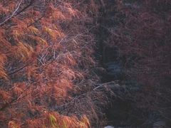 -云溪植物园