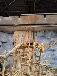 -Zoolung Zoolung动物主题公园(海信广场店)