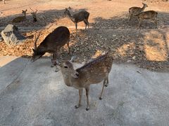 -清迈夜间动物园