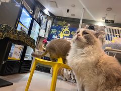 -平行世界·猫咖(首经贸店)