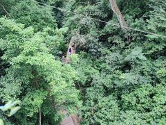 -西双版纳原始森林公园