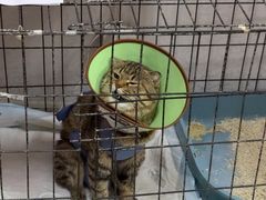 -瑞派福兴宠物医院犬猫全科·骨科·中西医结合(河东店)