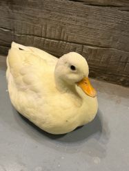 -Zoolung Zoolung动物主题公园(海信广场店)