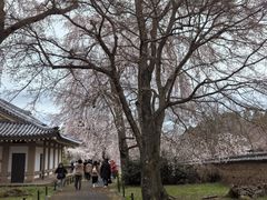 -醍醐寺