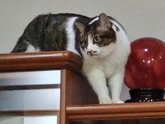 -御宝贝·A梦猫科宠物医院(国际猫友好医院)
