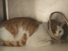 -萌兽医馆·犬猫专科·眼科中心·宠物医院(朝阳门分院)