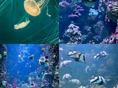 -海合安青岛极地海洋公园