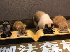 -咖法森林·咖啡  酒吧(天河店)