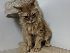 -爱诺耐芙动物医院(万博店)