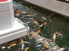 -龙悦湾酒家·八阵鱼生·渔人码头店