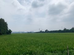 -崖口云吞(中堡店)