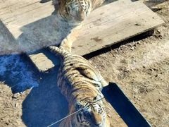 -大连森林动物园