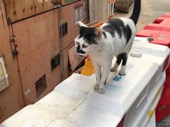 -澳洲牛奶公司(佐敦店)