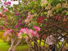 -中国科学院西双版纳热带植物园