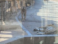 -大连森林动物园