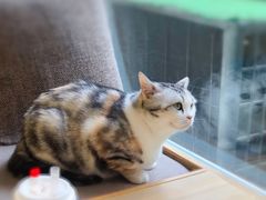 -猫和宫(六道口店)