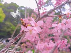 -狐尾山公园