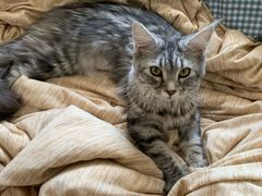 -猫大福·Fortune Cat猫舍(百子湾店)