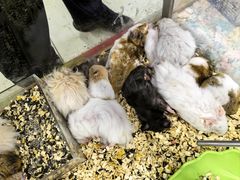 -钓仓鼠(洋桥北里小区店)