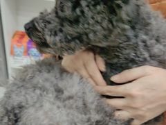 -瑞鹏瑞爱宠物医院·全科·猫科·血液透析中心(龙头寺店)