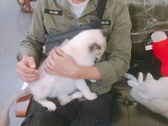 -猫色咖啡·猫咖